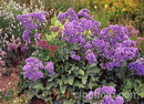 Limonium Sinuatum